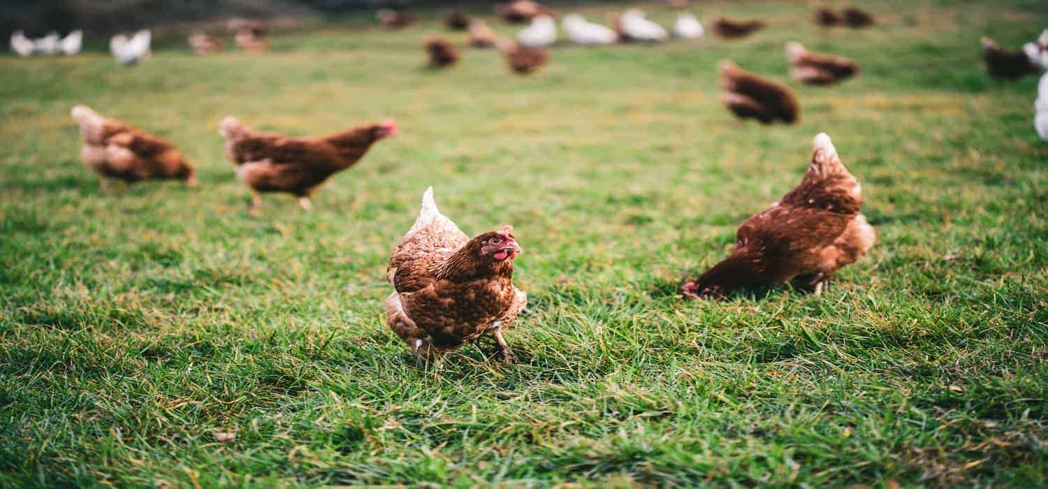 Mansoura Poultry’s OGM nods to capital hike